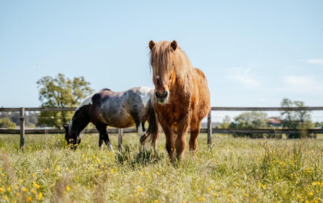 Ferienhof Trapp Ellringen Buitenkant foto